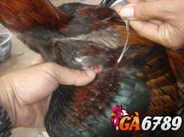 Tìm hiểu về giống gà lông thép