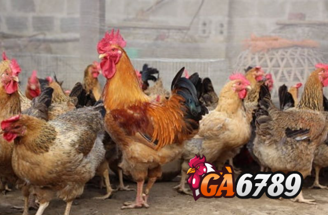 Giá cả của giống gà lông phượng cũng tương đương với gà ta Việt Nam