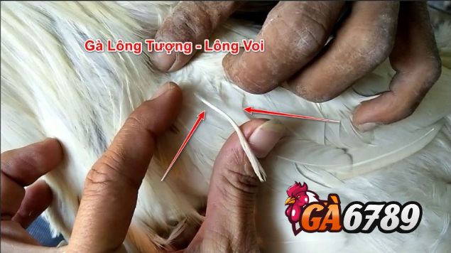 Gà lông voi đặc biệt xuất hiện ở thần kê