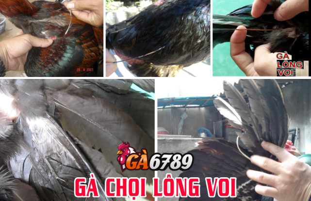 Gà Lông Voi: Giống Gà Hiếm Hiện Nay