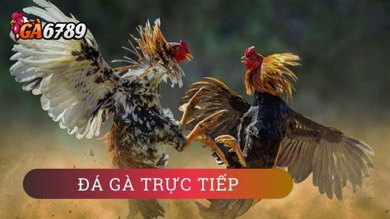 Trận Đá Gà 24 Tỷ: Phân Tích Số Tiền